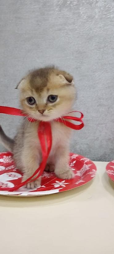 pişik cütleşdirmek: Şotland yastı qulaq — 2