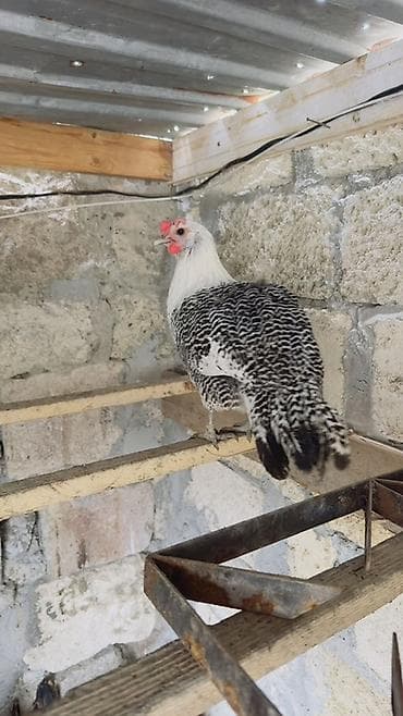 qaz toyuq: Toyuq, Yumurtalıq — 5