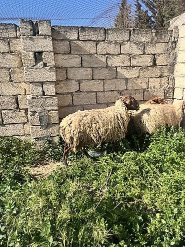 buzov satisi: Kəskilik qoyunlar satılır yaxşı kökdülər ünvan kürdəxanı kəndi.Qiymət — 3