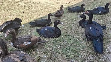 ag baliq: Muscovy ördəkləri (indoutka) — müxtəlif rəng çalarlarında sürü - — 1