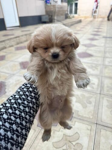 it cütləşdirmək: Pekines, 2 ay — 12