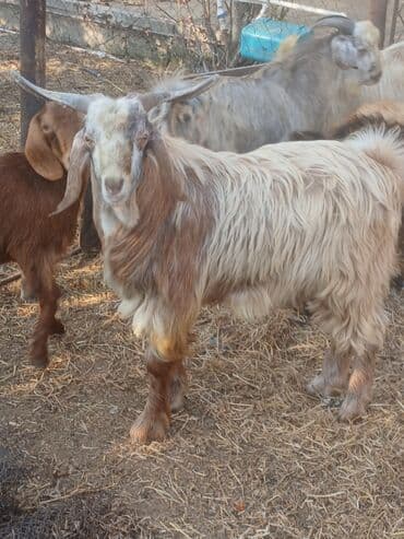 sort keciler: Boz-qonur rəng çalarlarında, uzun tüklü, iri buynuzlu keçi — 2