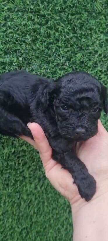 chappi it yemi: Pudel, 2 ay, Dişi, Peyvəndli, Ödənişli çatdırılma — 5