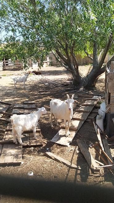 saanen: Zaanen kecisi 1 ana 2 bala. 3lt sud verimi var. Hal hazirda azdi — 1