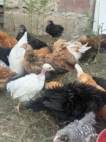 feniks quşu: 3 aylıq kend beçeleri — 6