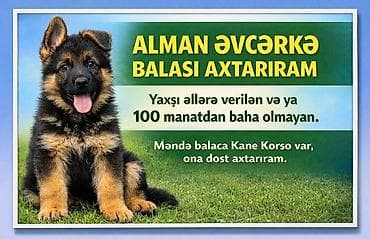 ari ailesi satilir: Alman çoban iti, 4 ay, Erkek, Peyvəndli, Ünvandan götürmə, Pulsuz çatdırılma, Ödənişli çatdırılma — 1