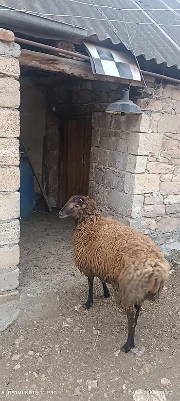 ucuz dana: Erkək, il: 1, 60 kq, Damazlıq, Ünvandan götürmə — 8