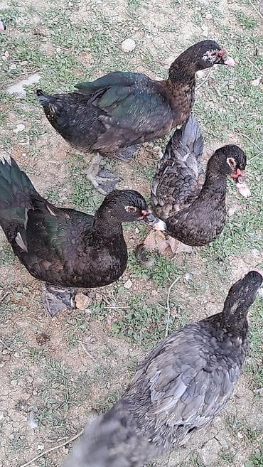 ordeyler: Erkək, Damazlıq, Pulsuz çatdırılma — 6