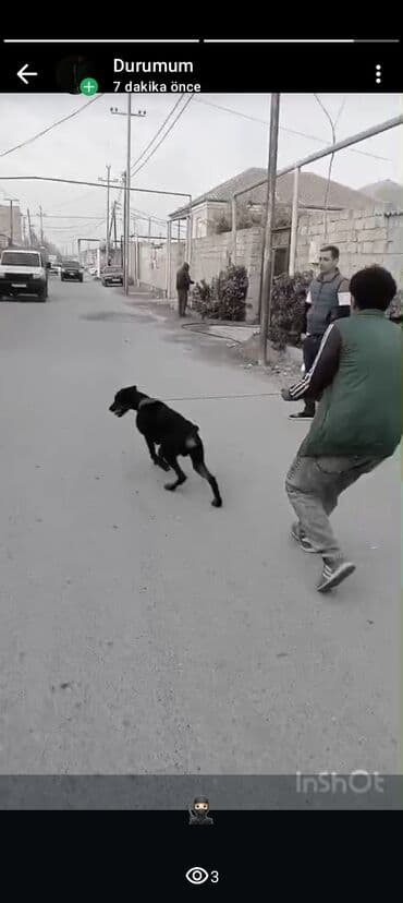 Doberman, Peyvəndli