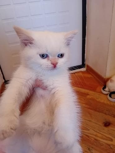 Digər heyvanlar: Britan, Erkək, Yaxşı əllərə, Ünvandan götürmə — 2