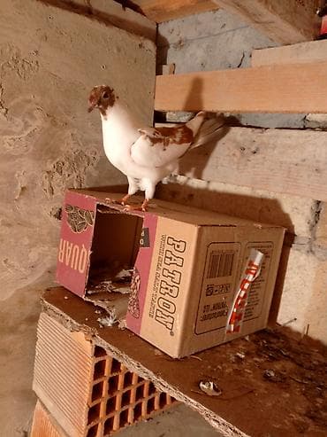 Baladı oyun goturmuyub uçurmağ lazmdır burnuna azca çıçek düşüb oda lalafo.az -da Baladı oyun goturmuyub uçurmağ lazmdır burnuna azca çıçek düşüb oda