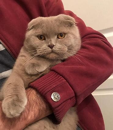 Şotland yastı qulaq, Erkək, Cütləşmə üçün