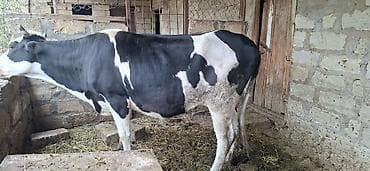 ev heyvanlarının satışı: Dişi, Holsteyn, il: 3, 600 kq, Südlük, Ünvandan götürmə — 3