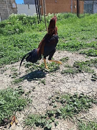 broyler yemi qiymeti: Sahibləndirilir — 4