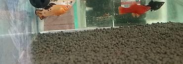 molly: 9molly 5dişi 4erkək, 1meçinoz dişi, 3quppi 1erkək 2dişi, RS-610 — 3