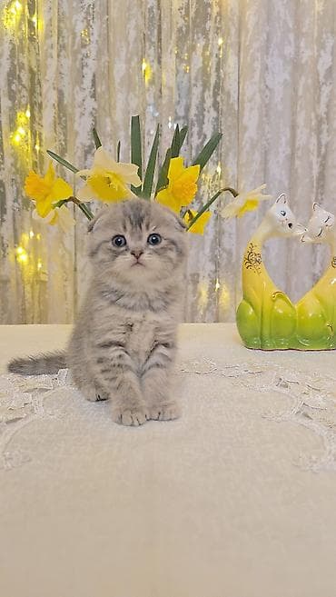 Pişiklər: Şotland — 4