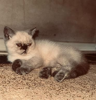 heyvan mal: Ekzot, Ünvandan götürmə — 3