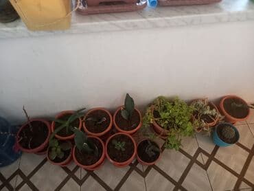 atatürk gülü qiymeti: İç məkan üçün canlı dekorativ güllər və sukulentlər - Amaryllis — 9