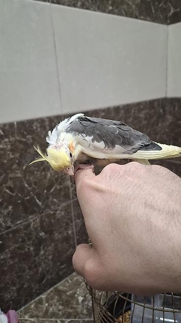 amadin qusu: “Karela (cockatiel) quşları satılır. 1 cüt (erkək və dişi, 1 yaş) + 2 — 4