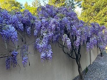 Çöl bitkiləri: Visderia satışı 🌿 Kalistamon satışı 🌺 Ətirli Jasmin satışı 🌸 Bağ — 3
