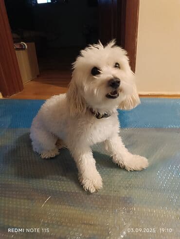 pitbull tap az: Maltipoo tipli kiçik ölçülü ev iti – ağ, buruq tüklü, qara burunlu və — 6