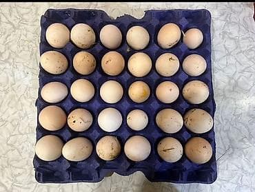 Təbii kənd toyuğu yumurtası - Yerli təsərrüfatdan gündəlik yığılan — 2