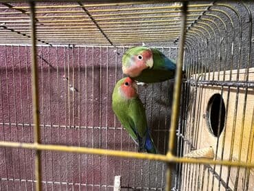 papuqay sesi: Al apar 1 aya bala al!!! Nerazlucnikler cutduler! Unvan Sumqayit — 2