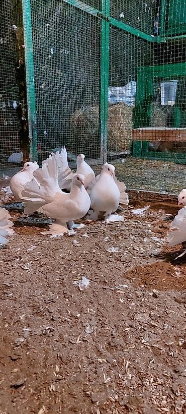 qaz balası satılır: Wekilde gorduyunuz londonlar satiir qiymet optum 1 ededine aidir tek — 3