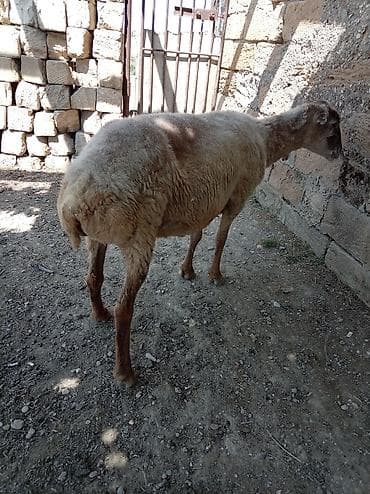 at sekileri: 4DİNƏ AYidi QİYMƏT 500 MANAT - Cins: yerli yağlı quyruq tipli - — 3
