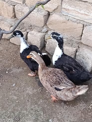 ordey satisi: Yumurtluyan ordeyler 2fere biri erkey — 2