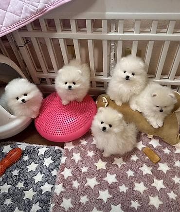 pomerian şpits: Şpitz, 2 ay, Peyvəndli, Ünvandan götürmə — 2