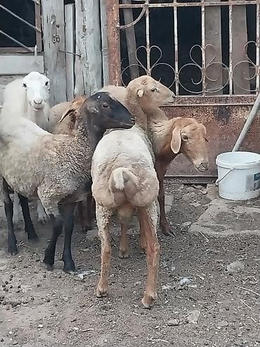 yanı balalı qoyun: Beyləqan quzuları
super kökdülər, diri çəki -10m — 3