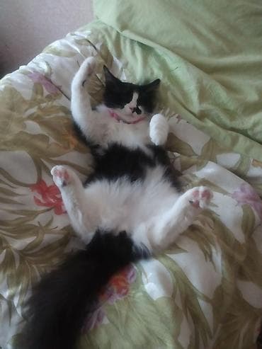 Yaxşı əllərə lalafo.az -da Yaxşı əllərə