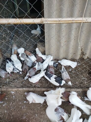 donuz balası: Məhsul: Ev quşları üçün müxtəlif cins və rəngdə göyərçin sürüsü kom200 — 5