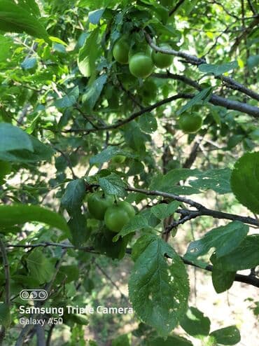 10 sot, Tikinti, Mülkiyyətçi, Kupça (Çıxarış)