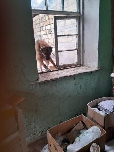 Зоотовары: Гурдбасар, 9 месяцев, Самка, Самовывоз, Платная доставка — 3