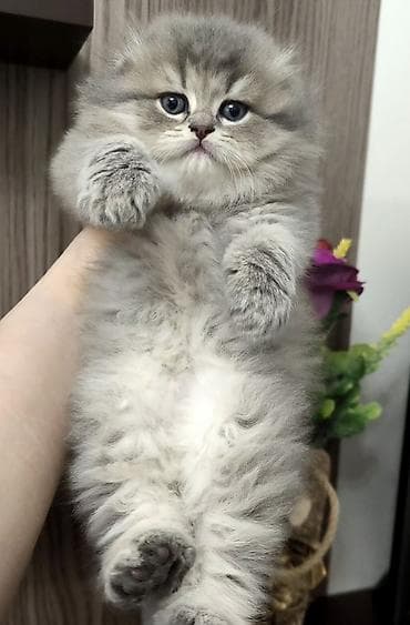 pişik üçün qum: Tam sağlam uzuntüklü balalar saf Qandi. Ana ve ata şəkillərini ciddi — 5