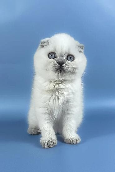 qulaq şamı: Şotland yastı qulaq — 2