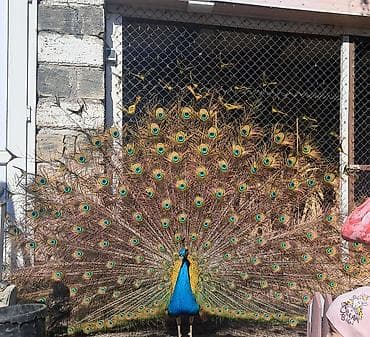 Tovuz Qusu Yumurtasl satılır bir ədədi 50 azn 3.4 dənə alana endirim lalafo.az -da Tovuz Qusu Yumurtasl satılır bir ədədi 50 azn 3.4 dənə alana endirim