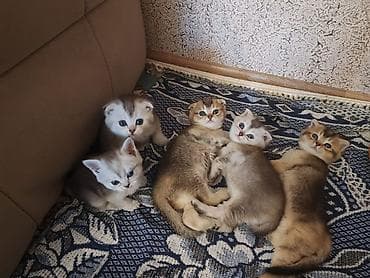 pişik balası satılır: Şinşilla — 3