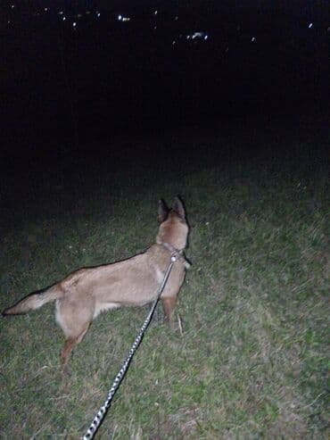 qafqaz çoban iti: Belçika çoban iti, 2 ay, Dişi, Ödənişli çatdırılma — 1