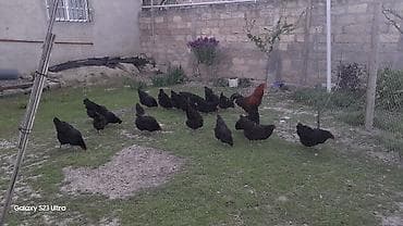 cuce satilir: Куриные цыплята, Для разведения — 4