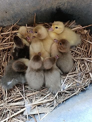 cex qus: Lal Ordek Balasi. Sort. 3 günlük. Lavanda. Macar. Zümrüd. Mirvari — 1