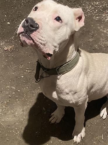 alabay itleri satisi: Doq, 10 ay, Erkek, Peyvəndli — 2