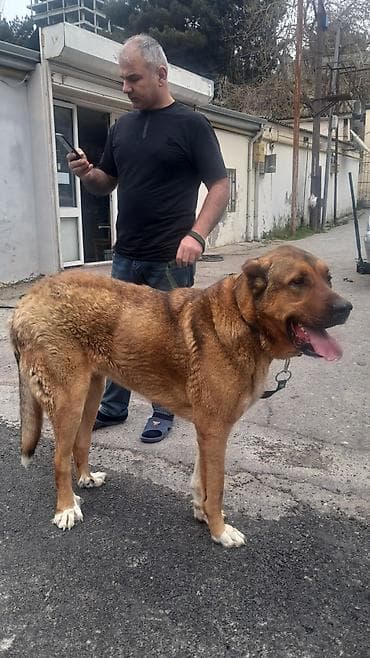 doberman satilir: Salam diṣ̌i satilir boy -85 sm çeki 65-70 Ukraniya Volqoqrad çempionu — 1
