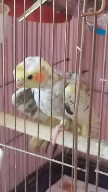 lalafo quşlar: Kafes şəraitində böyüdülmüş kokatiel tutuquşuları satışda. Bu — 3