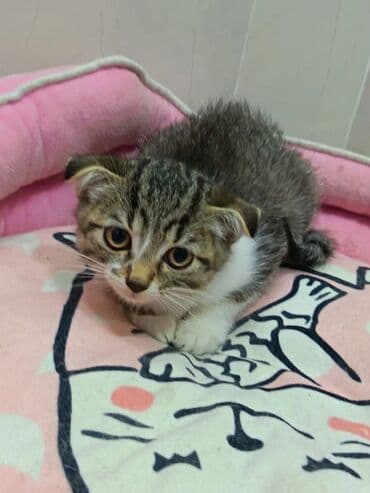 şotlan pişik: Şotland yastı qulaq, Erkək, Dişi, Yaxşı əllərə, Ünvandan götürmə, Pulsuz çatdırılma, Ödənişli çatdırılma — 115