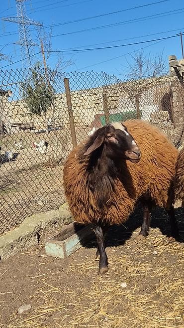 Erkək, il: 1, Damazlıq lalafo.az -da Erkək, il: 1, Damazlıq