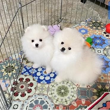 itlerin satisi 2022: Pomerian spits balası satılır dişi təmiz qan xaricdən gəlme baaldiilar — 1