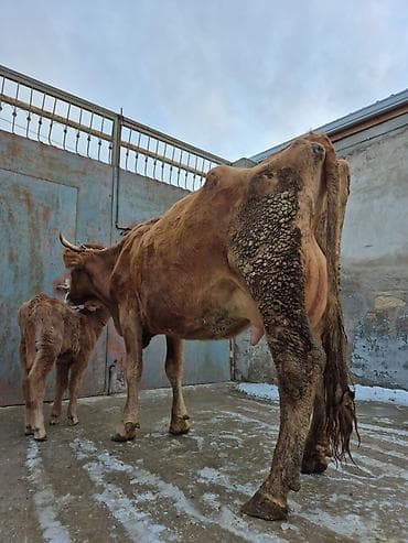 inəy: 18 litir süd verir 3 qarına doğub 25 gündü doğub balası erkəydi — 9